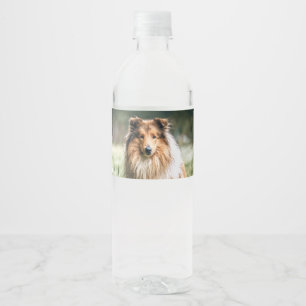 Étiquette Pour Bouteilles D'eau Collie dans le Comté de Rough