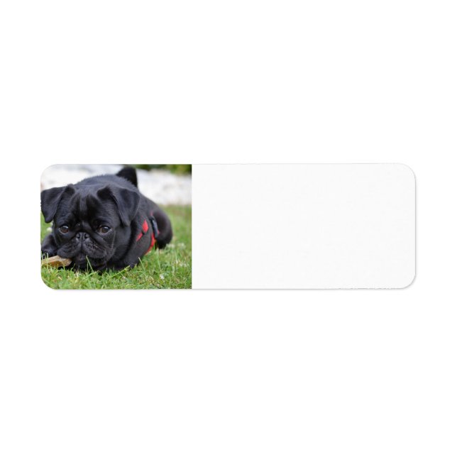 Étiquette pug noir allongé (Devant)