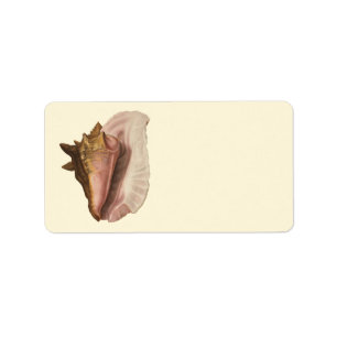 Étiquette Queen Conch Shell Seashell, Vintage Marine Life