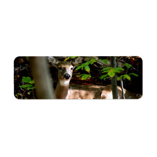 Étiquette Queue blanche