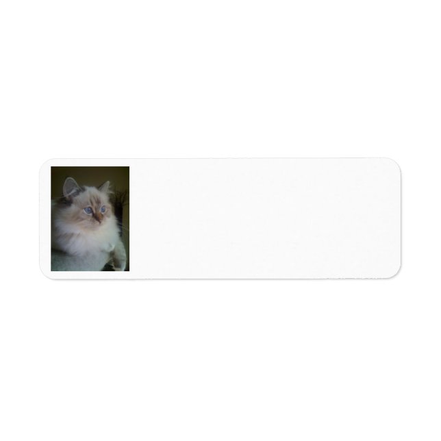 Étiquette Ragdoll Himalayan Chat Retourner l'adresse Étiquet (Devant)