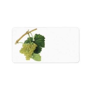 Étiquette Raisins de cuve blanc sur la vigne, fruit vintage