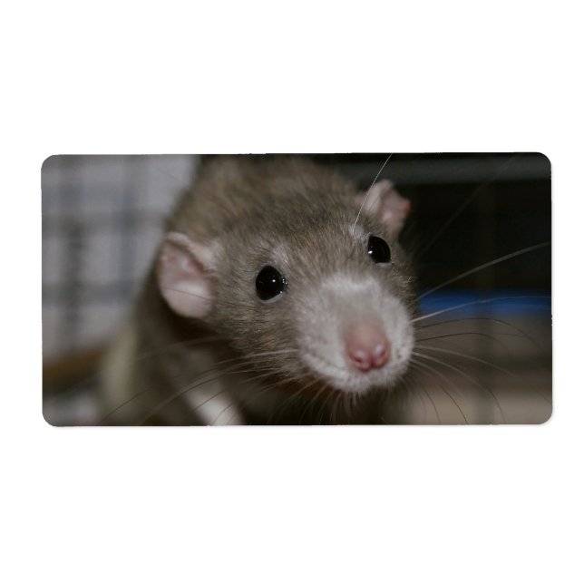 Étiquette Rat curieux (Devant)