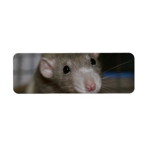 Étiquette Rat curieux