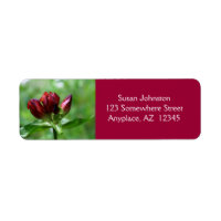 Red Gentian Flower Adresse
