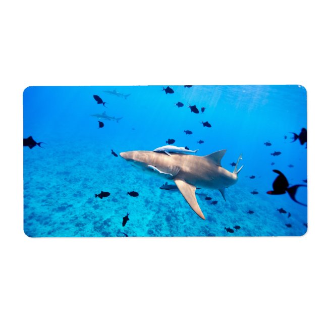 Étiquette Requin (Devant)