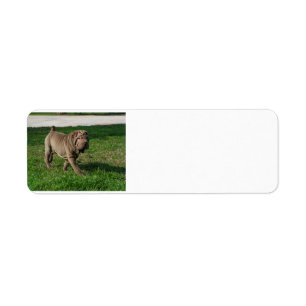 Étiquette shar pei full 3.png