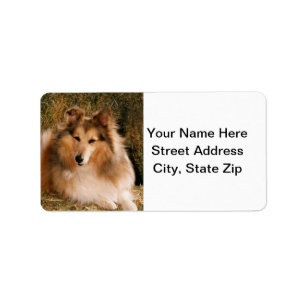 Étiquette Sheltie