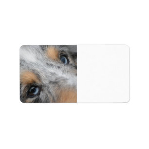 Étiquette Shetland Sheepdog Blue Merle Eyes