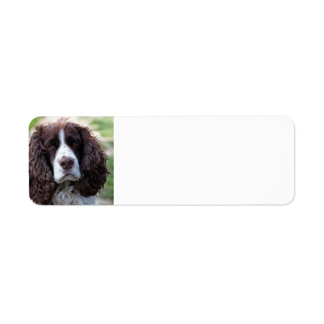 Étiquette spaniel de springer anglais.png (Devant)