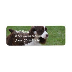 Étiquette Springer spaniel doux