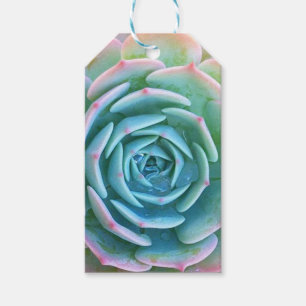 Étiquette succulente de cadeau d'Echeveria