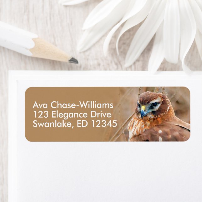 Étiquette Superbe faucon du harceleur du Nord dans les marai (En situation)