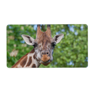 Étiquette Sweet Curios Giraffe