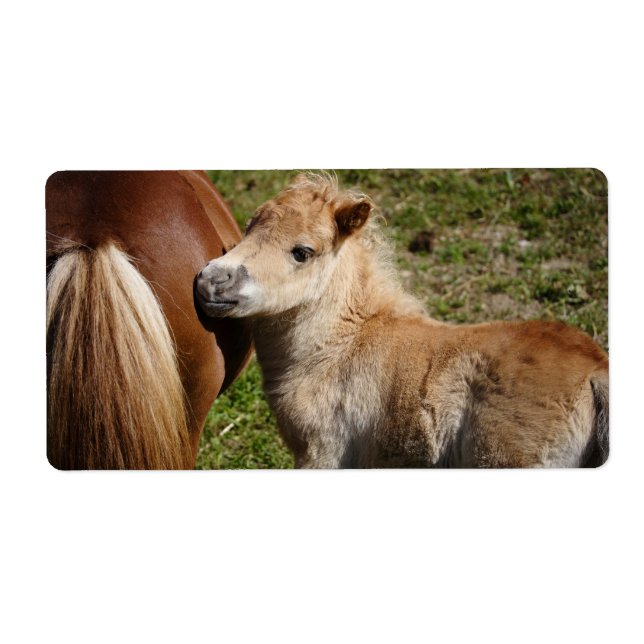 Étiquette Sweet Haflinger Foal (Devant)