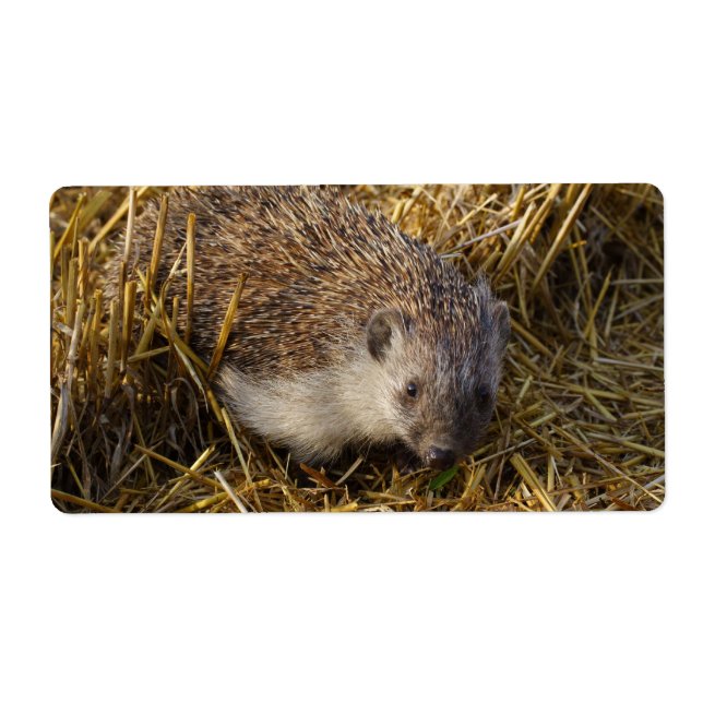 Étiquette Sweet Hedgehog In Stubble Field (Devant)