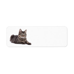 Étiquette Tabby Gris