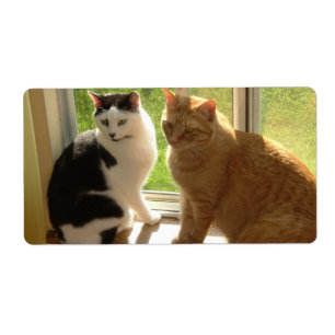 Étiquette Tabby orange Chat/Chat noir et blanc