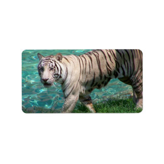 Étiquette Tigre blanc contre eau bleue photo de marche