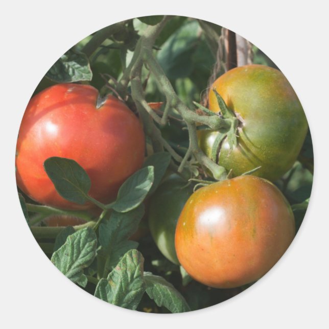 Étiquette tomate (Devant)