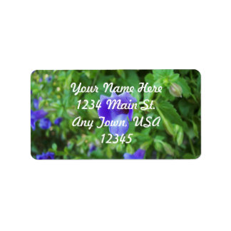 Étiquette Torenia