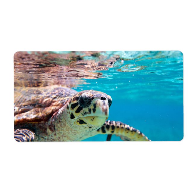 Étiquette Tortue (Devant)