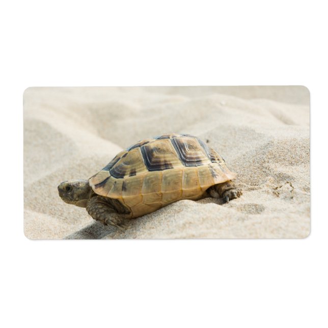 Étiquette Tortue (Devant)