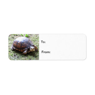 Étiquette Tortue - chemin moussu