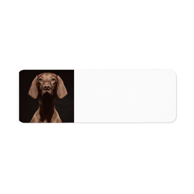 Étiquette Troisième Vizsla (Devant)