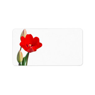 Étiquette Tulip