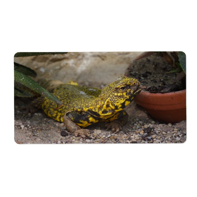 Étiquette Uromastyx geyri (Devant)