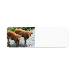 Étiquette Vaches en champ de Devon, R-U