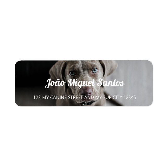 Étiquette Weimaraner Chien Thème Animaux Animaux Cool Simple (Devant)