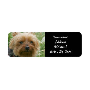 Étiquette Yorkshire Terrier