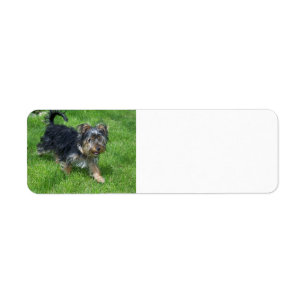 Étiquette Yorkshire terrier en mouvement