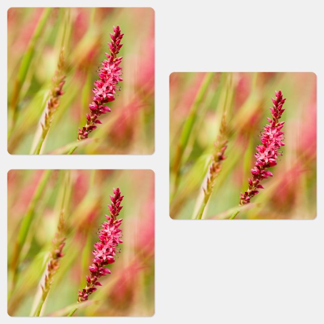 Étiquettes buisson de couleur (Groupe)