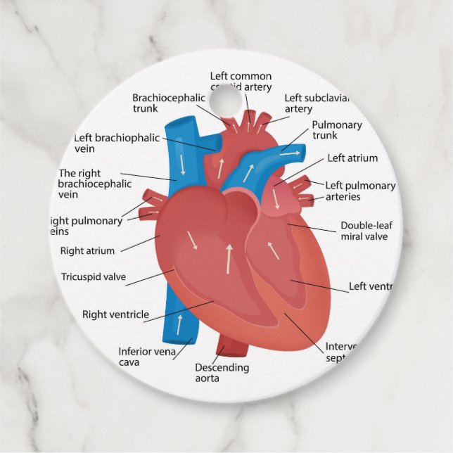 Étiquettes Cadeau Anatomie cardiaque (Devant)