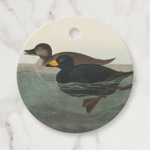 Étiquettes Cadeau Audubon American Scoter Duck Classic