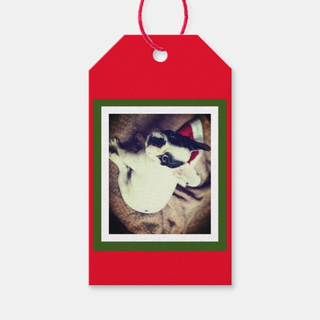Étiquettes-cadeau Baby Boston Bull Christmas (Devant)