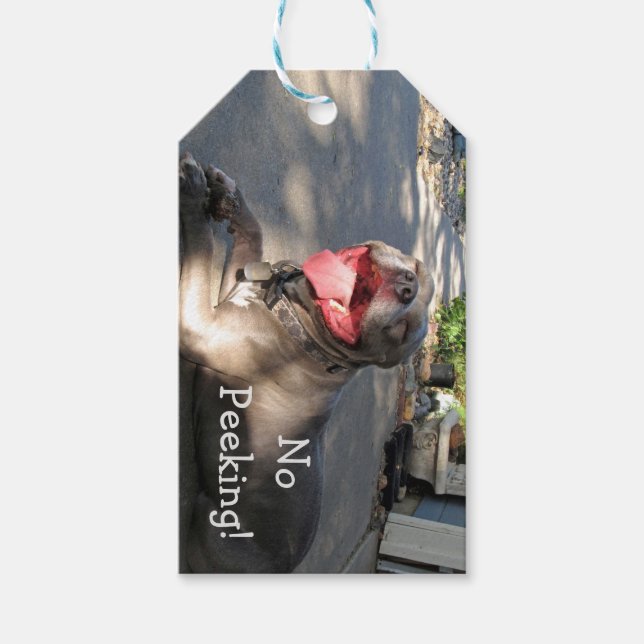 Étiquettes-cadeau Balise Cadeau Pitbull Souriant (Devant)