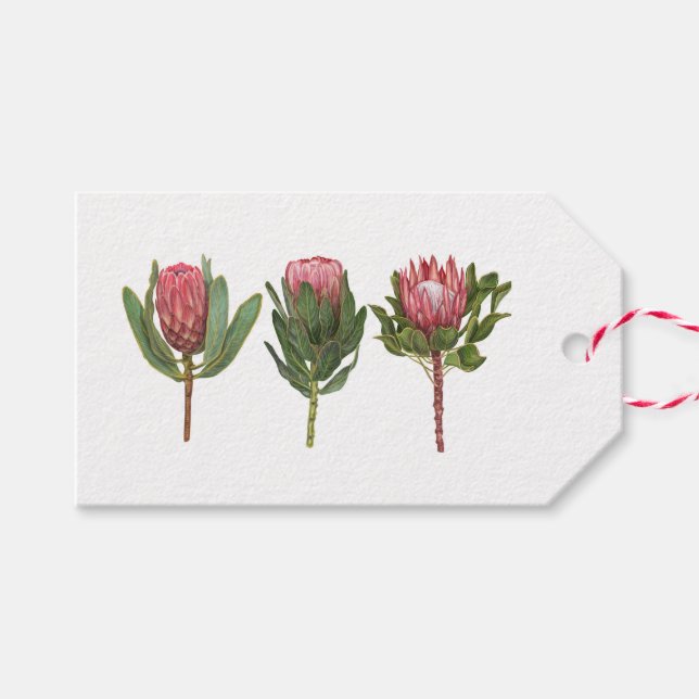 Étiquettes-cadeau Balise Jolie Protea (Devant (Horizontal))