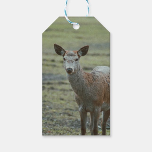 Étiquettes-cadeau Balises cadeaux de cerfs (Devant)