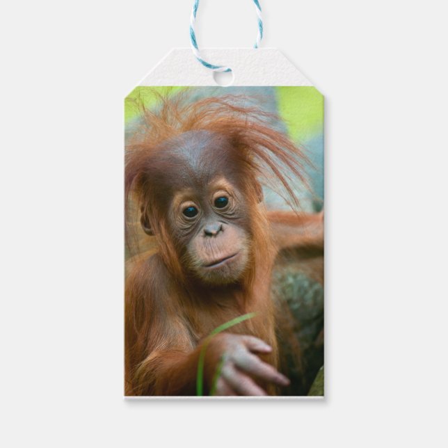 Étiquettes-cadeau Bébé mignon Orangutan vue droit devant (Devant)