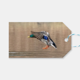 Étiquettes-cadeau Canard Mallard en vol