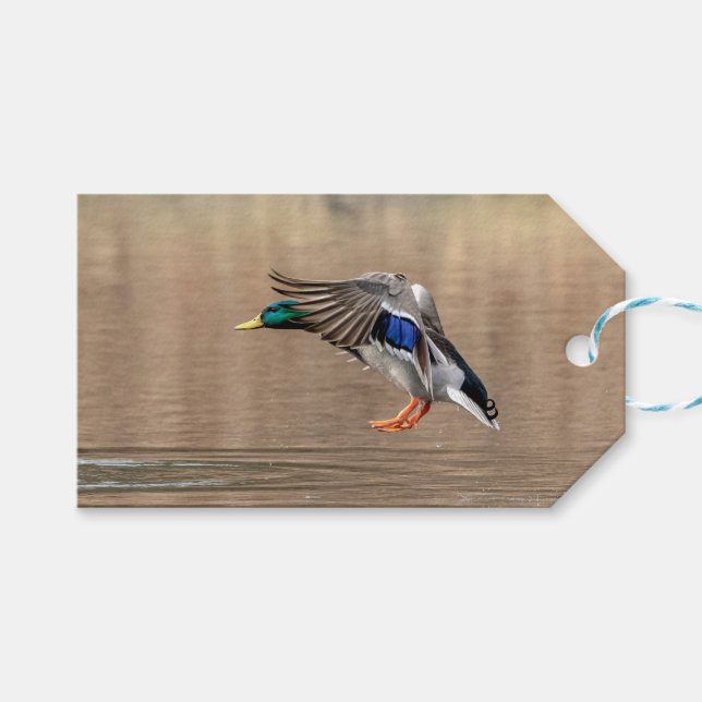 Étiquettes-cadeau Canard Mallard en vol (Devant (Horizontal))