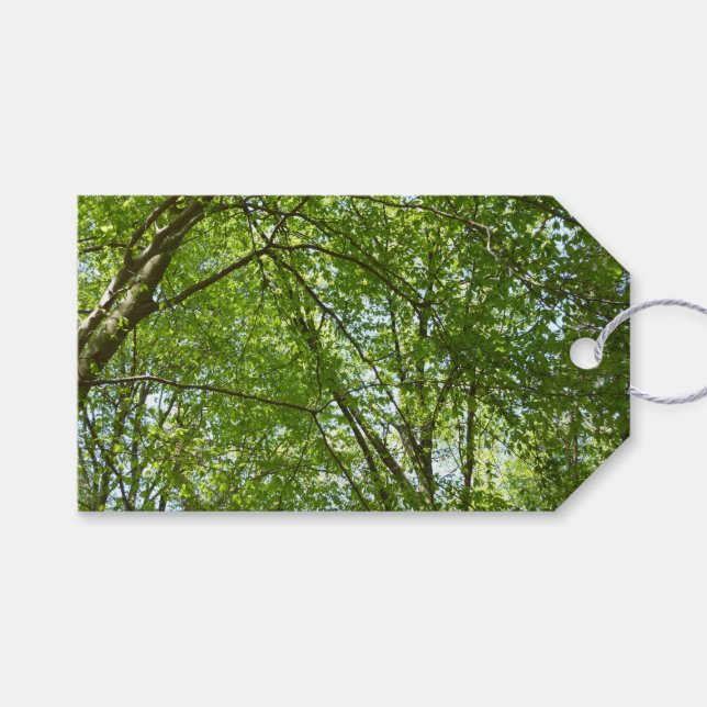 Étiquettes-cadeau Canopée du printemps Feuille Green Nature Scene (Devant (Horizontal))