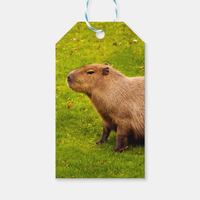 Étiquettes-cadeau Capybara (Devant)