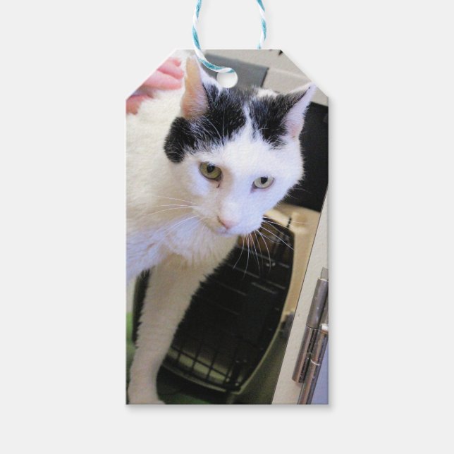 Étiquettes-cadeau Cat (Devant)