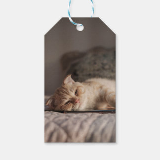Étiquettes-cadeau Chat, Animal De Compagnie, Kitten