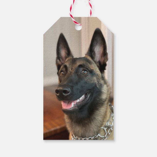 Étiquettes-cadeau Chien malinois (Dos)